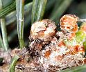 Atea_sturmi_D2995_Z_81_NP De Hoge Veluwe_Nederland